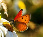 202 - FLOWERS FOR BREAKFAST - CAVALLERIN SERGIO - italy <div